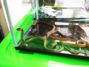 Penyelundupan 14 Ular ke Belanda Lewat Bandara Juanda Digagalkan