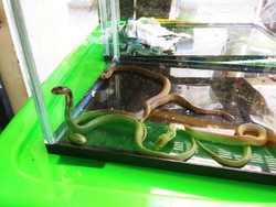 Penyelundupan 14 Ular ke Belanda Lewat Bandara Juanda Digagalkan