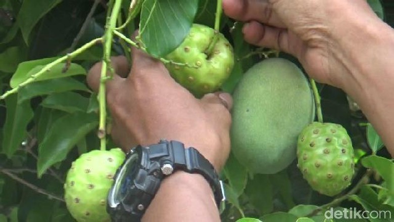 Aneh, Pohon Mangga di Kota Probolinggo ini Berbuah Mengkudu Aneh, Pohon Mangga di Kota Probolinggo ini Berbuah Mengkudu