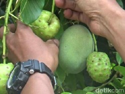 Nyata! Pohon Mangga Berbuah Mengkudu