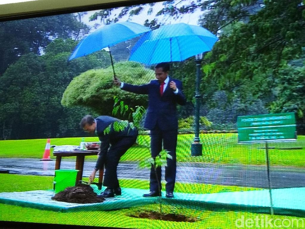 Jokowi dan Moon Jae-in Saling Memayungi Saat Tanam Pohon Gaharu