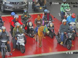 Ikut Tertib, Kuda di Bandung Ini Berhenti di Belakang Garis Setop