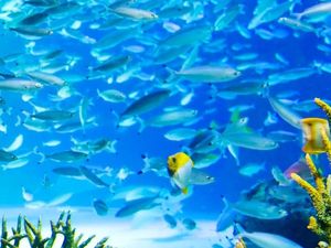 Kekurangan Oksigen, 1.235 Ikan Mati di Akuarium di Tokyo