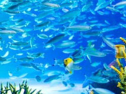 Kekurangan Oksigen, 1.235 Ikan Mati di Akuarium di Tokyo