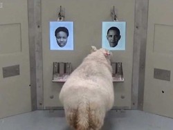 Domba Bisa Mengenali Wajah Selebriti Seperti Obama