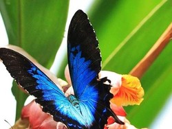 Penyelundupan 2.800 Kupu-Kupu Langka Berhasil Digagalkan di China