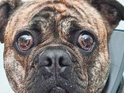 Parfum Khusus Untuk Anjing Terkenal dari Queensland