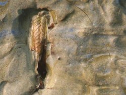 Seekor Belalang Ditemukan di Lukisan Van Gogh dari Tahun 1889