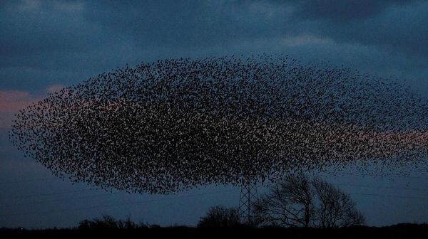 Kerumunan Burung Jalak Penuhi Langit Skotlandia, ini Penampakannya
