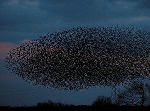 Kerumunan Burung Jalak Penuhi Langit Skotlandia, ini Penampakannya