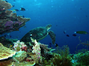 Duta Besar Negara Sahabat Diajak Berlayar di Festival Banda 2017