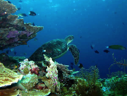 Duta Besar Negara Sahabat Diajak Berlayar di Festival Banda 2017