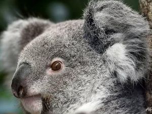 Seekor Koala Australia Ditemukan Mati dengan Telinga Dimutilasi