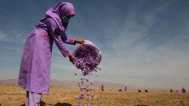 Mengenal Keunikan Saffron, Rempah Paling Mahal di Dunia