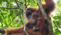 Kenalkan Mameh, Bayi Orangutan Cantik dari Aceh