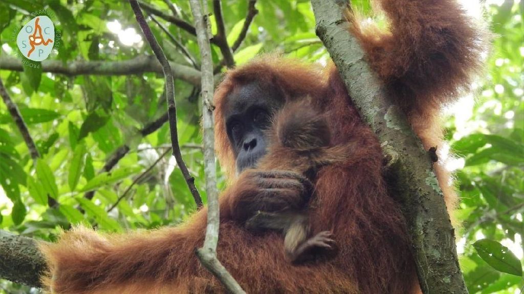 Kenalkan Mameh, Bayi Orangutan Cantik dari Aceh Kenalkan Mameh, Bayi Orangutan Cantik dari Aceh