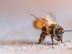 Lebah Ada yang Memilih Jalur Kiri, Juga Jalur Kanan