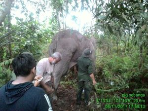 Kaki Terluka, Gajah Liar di Riau Jalani Perawatan Medis