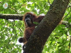 Marak Pembunuhan Orang Utan, KLHK Yakini Perusahaan Terlibat
