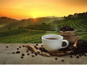 Coffee Festival Toba 2017 Siap Pikat Penikmat Kopi Mancanegara