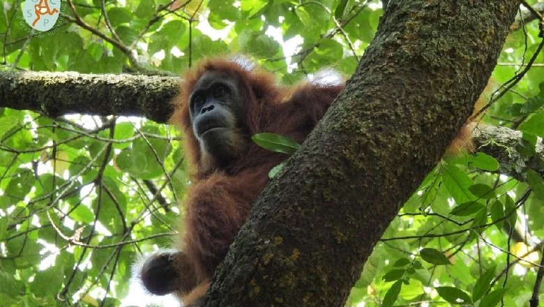 6 Orang Utan Dilepasliarkan di Katingan Kalteng