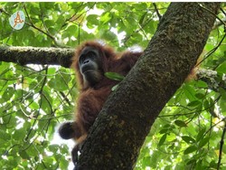 6 Orang Utan Dilepasliarkan di Katingan Kalteng