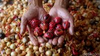 Harga Buah Pala di Bogor Stabil