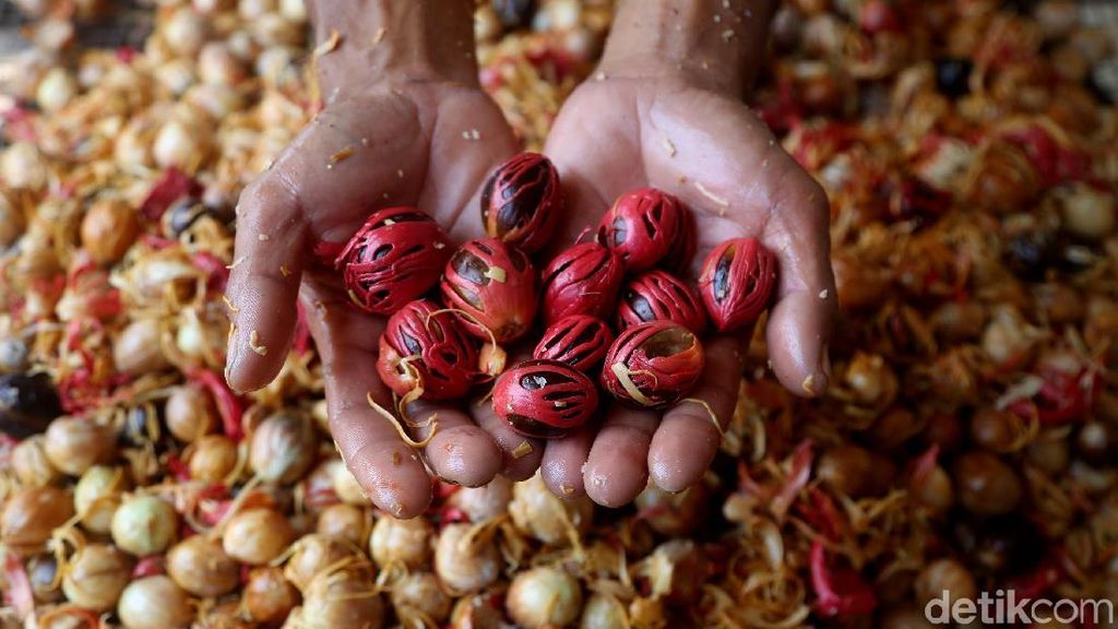 Harga Buah Pala di Bogor Stabil Harga Buah Pala di Bogor Stabil