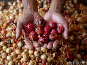 Kebanyakan Konsumsi Pala Bisa Halusinasi? Ini 9 Fakta Unik Makanan Lainnya