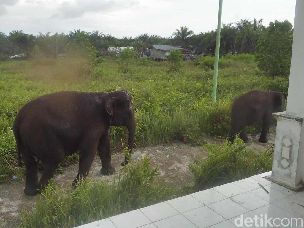 Nyasar ke Permukiman di Dumai, Gajah Ini Diberi Makan Penduduk