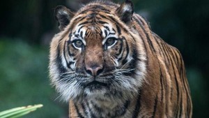 Apakah Memakai Topeng di Punggung Ampuh Hindari Serangan Harimau?