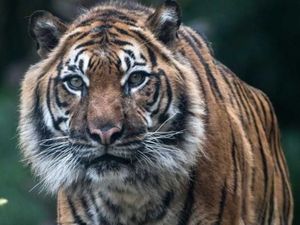 Pekerja HTI di Riau Tewas Diterkam Harimau Sumatera Pekerja HTI di Riau Tewas Diterkam Harimau Sumatera