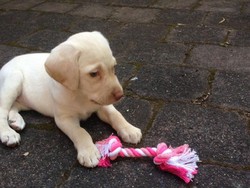 Para Pencuri Terketuk Hatinya, Anjing Curian Pun Dikembalikan