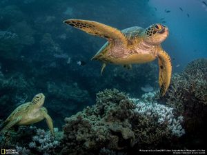 Karya Memukau Finalis Natgeo Nature 2017 Karya Memukau Finalis Natgeo Nature 2017