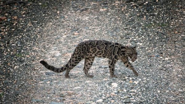 Penampakan Langka Macan Dahan dan 2 Anaknya di Malaysia