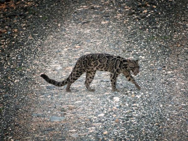 Penampakan Langka Macan Dahan dan 2 Anaknya di Malaysia