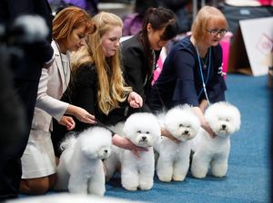 Pria Ini Bikin Rumah Rp 7,6 M untuk Anjingnya, Ada Kisah Haru di Baliknya