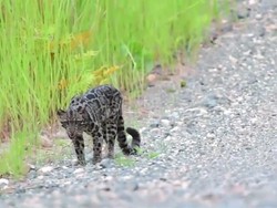 Polri: TKP Macan Dahan Dikuliti di Serawak Malaysia
