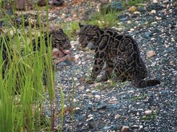 Eksotisme Macan Dahan Kalimantan yang Diambang Kepunahan