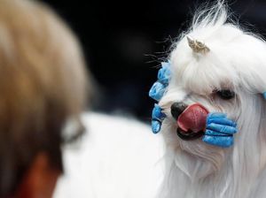 Lucunya! Anjing-anjing Ini Ikut World Dog Show di Jerman