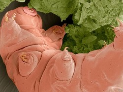 Hewan Terkuat di Bumi Ternyata Punya Saingan