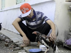 Sudah 6 Hari Disembelih, Ayam di Pekalongan Ini Belum Juga Mati