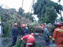 Timpa Rumah, Pohon Tumbang di Kompleks Setneg Baru Masih Dievakuasi