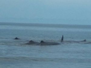 Terluka, 8 Ekor Paus Terdampar di Aceh