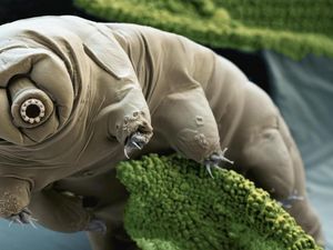 Ilmuwan Bingung Cara Memusnahkan Makhluk Terkuat Dunia