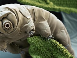 Ilmuwan Bingung Cara Memusnahkan Makhluk Terkuat Dunia