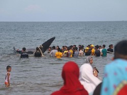 10 Ekor Paus yang Terdampar di Aceh Jenis Sperma