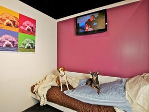 Guk... Hotel Imut Ini Khusus Buat Anjing