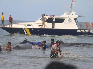 Warga Aceh Bahu-membahu Selamatkan Paus Cermin Kearifan Lokal
