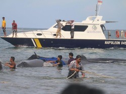 10 Ekor Paus yang Terdampar di Aceh Jadi Tontonan Warga